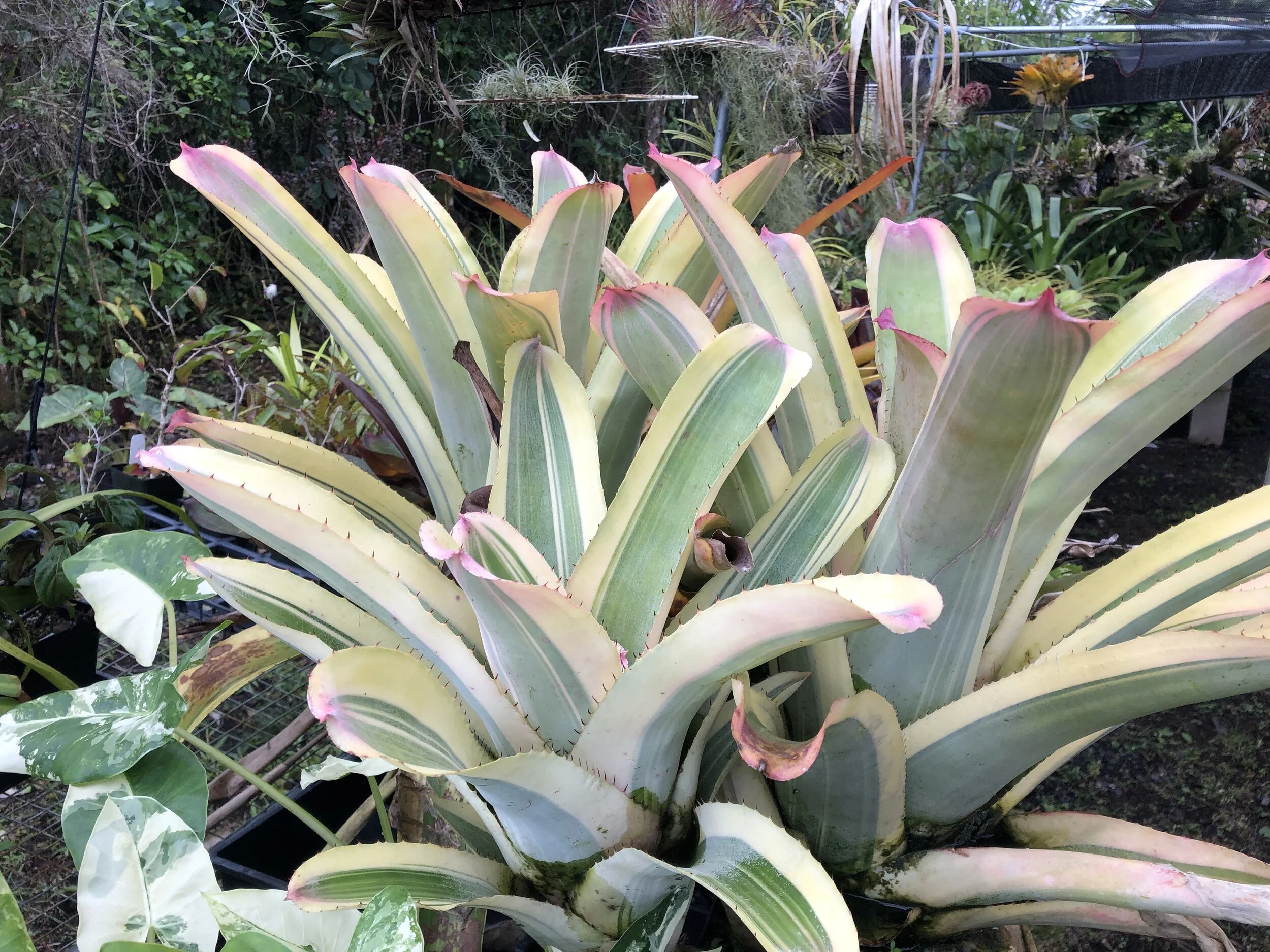 Aechmea chantinii 'Harvey's Pride' — Vintage Green Farms with Tom